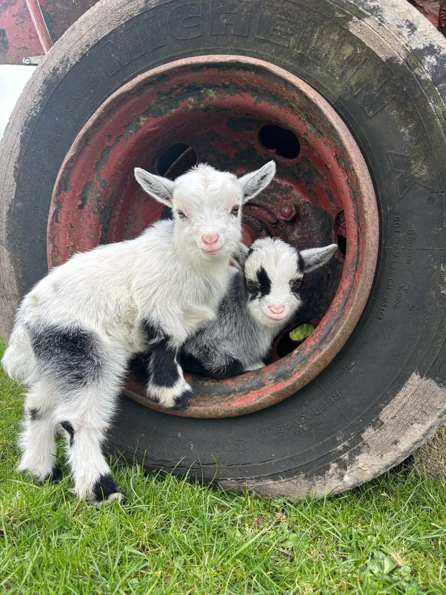 Pigmy goats - Image 1