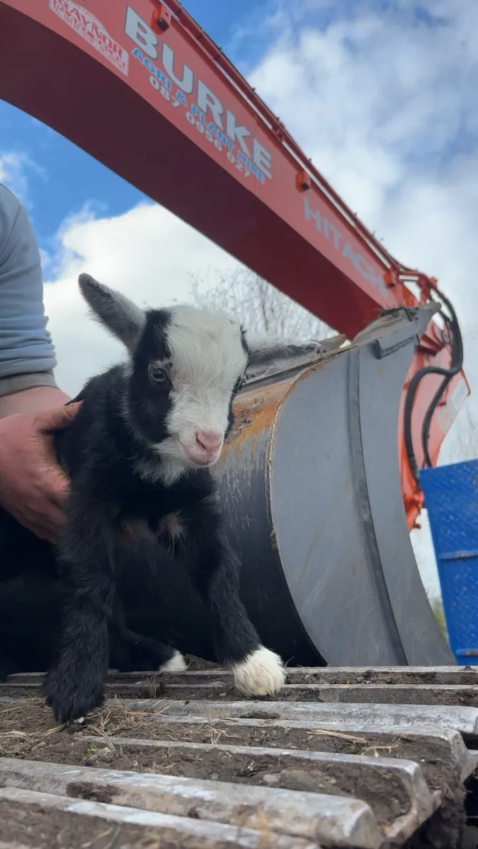 Pigmy goats - Image 2