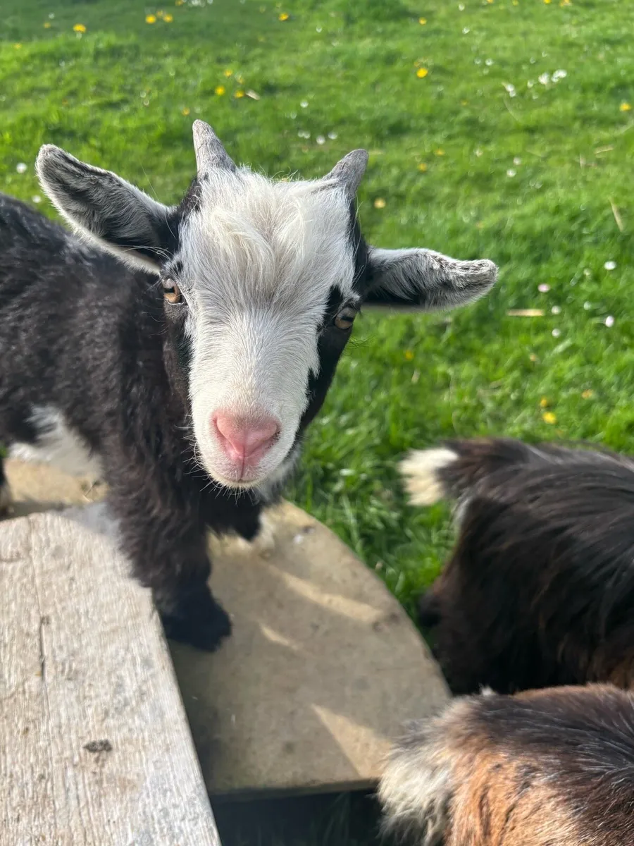 Pigmy goats - Image 3