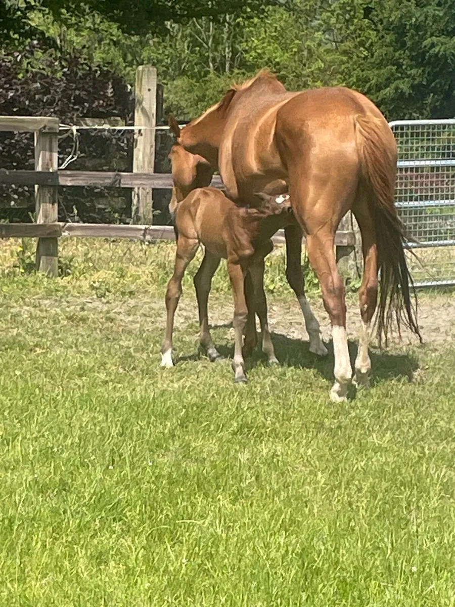 NH 4 y/o mare Own sister Inch House - Image 1