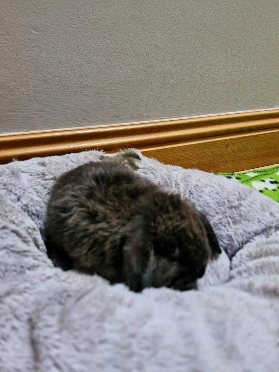 Purebred Baby Mini Lop Rabbits - Image 3