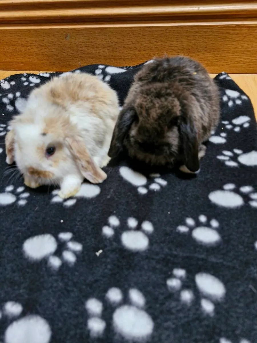 Purebred Baby Mini Lop Rabbits - Image 1