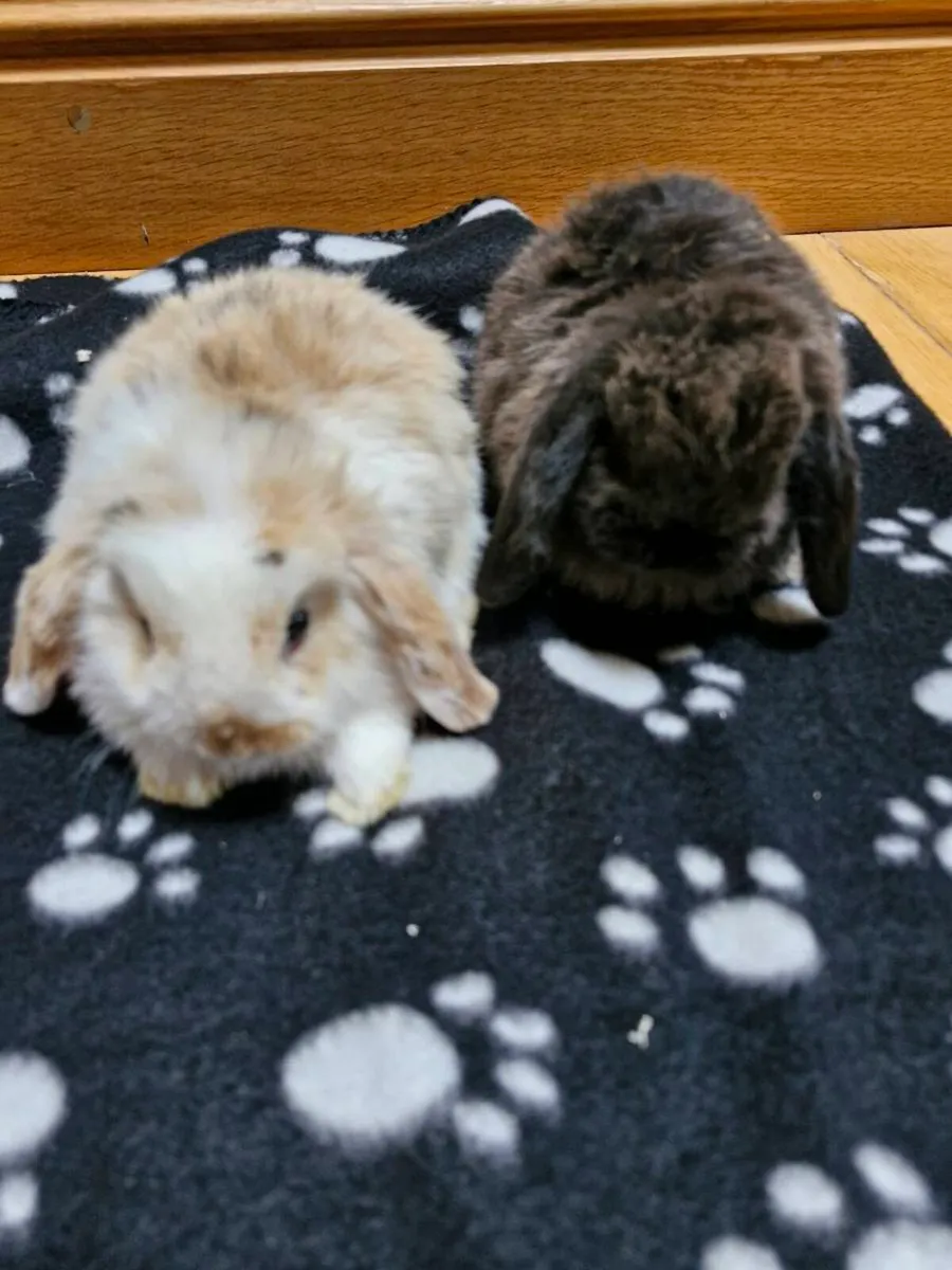 Purebred Baby Mini Lop Rabbits - Image 2