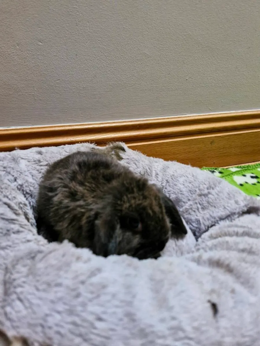 Purebred Baby Mini Lop Rabbits - Image 4