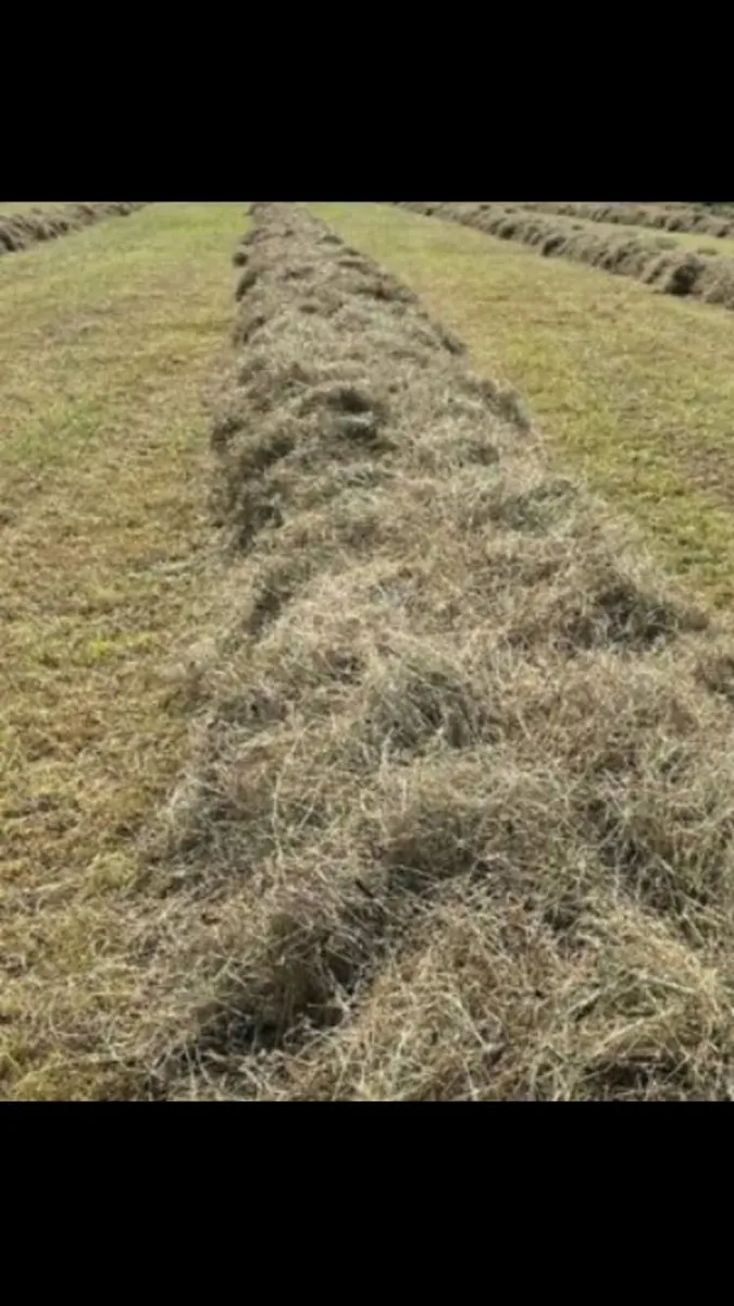 Hay for sale - Image 2