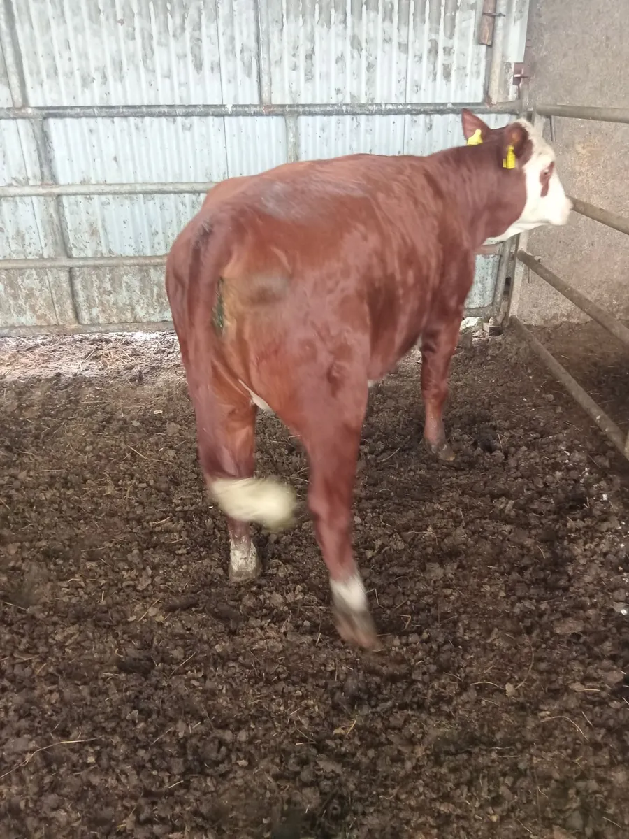 Heifer - Image 1