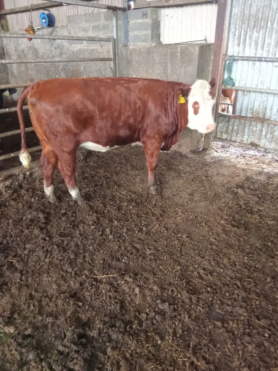 Heifer - Image 3