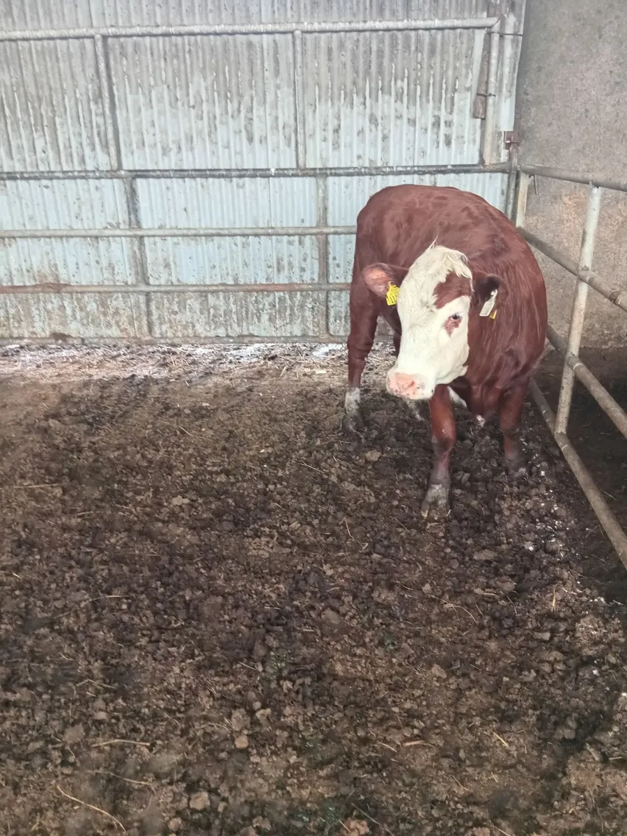 Heifer - Image 4