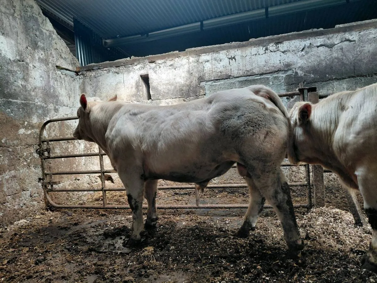 Peedigree charolais bulls - Image 2