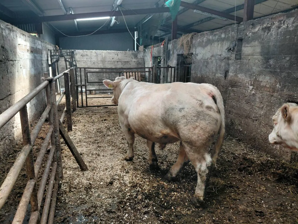 Peedigree charolais bulls - Image 3
