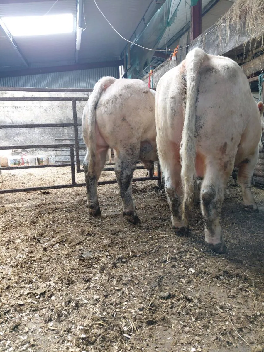 Peedigree charolais bulls - Image 4