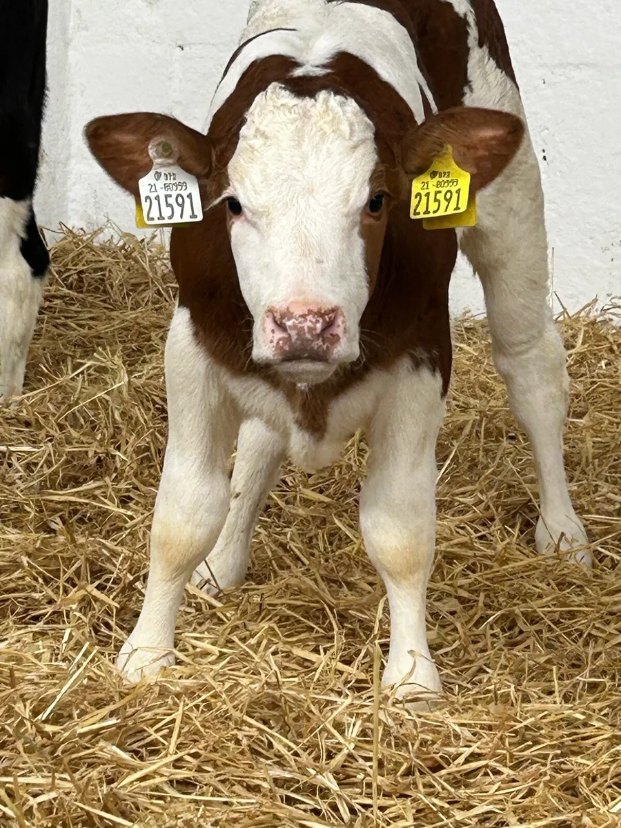 3 SERIOUS AI BRED CONTINENTAL HEIFER CALVES - Image 3