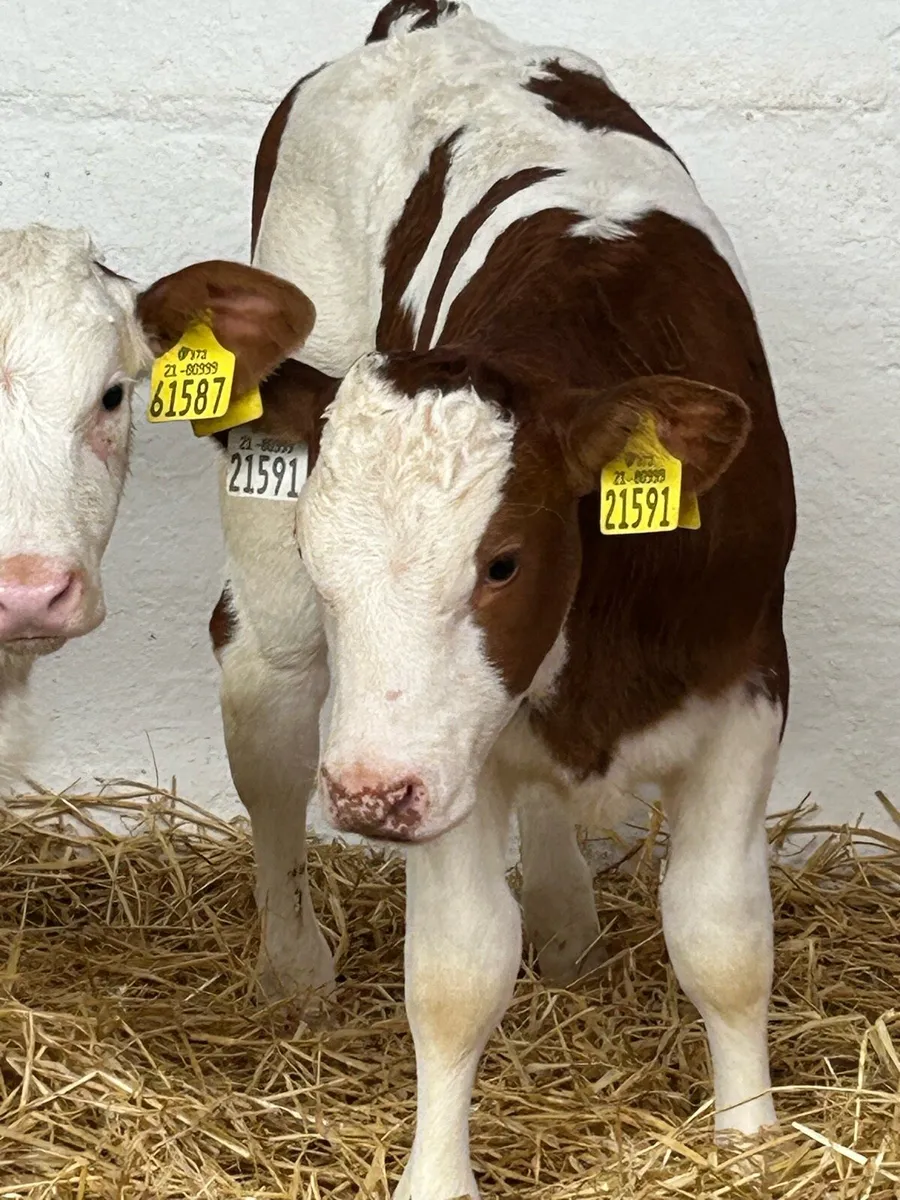 3 SERIOUS AI BRED CONTINENTAL HEIFER CALVES - Image 4