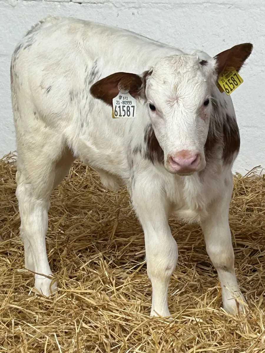 3 SERIOUS AI BRED CONTINENTAL HEIFER CALVES - Image 1