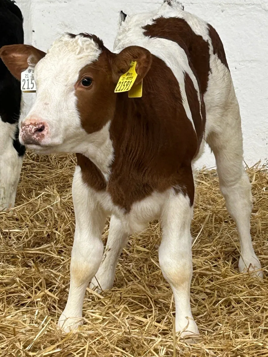 3 SERIOUS AI BRED CONTINENTAL HEIFER CALVES - Image 2