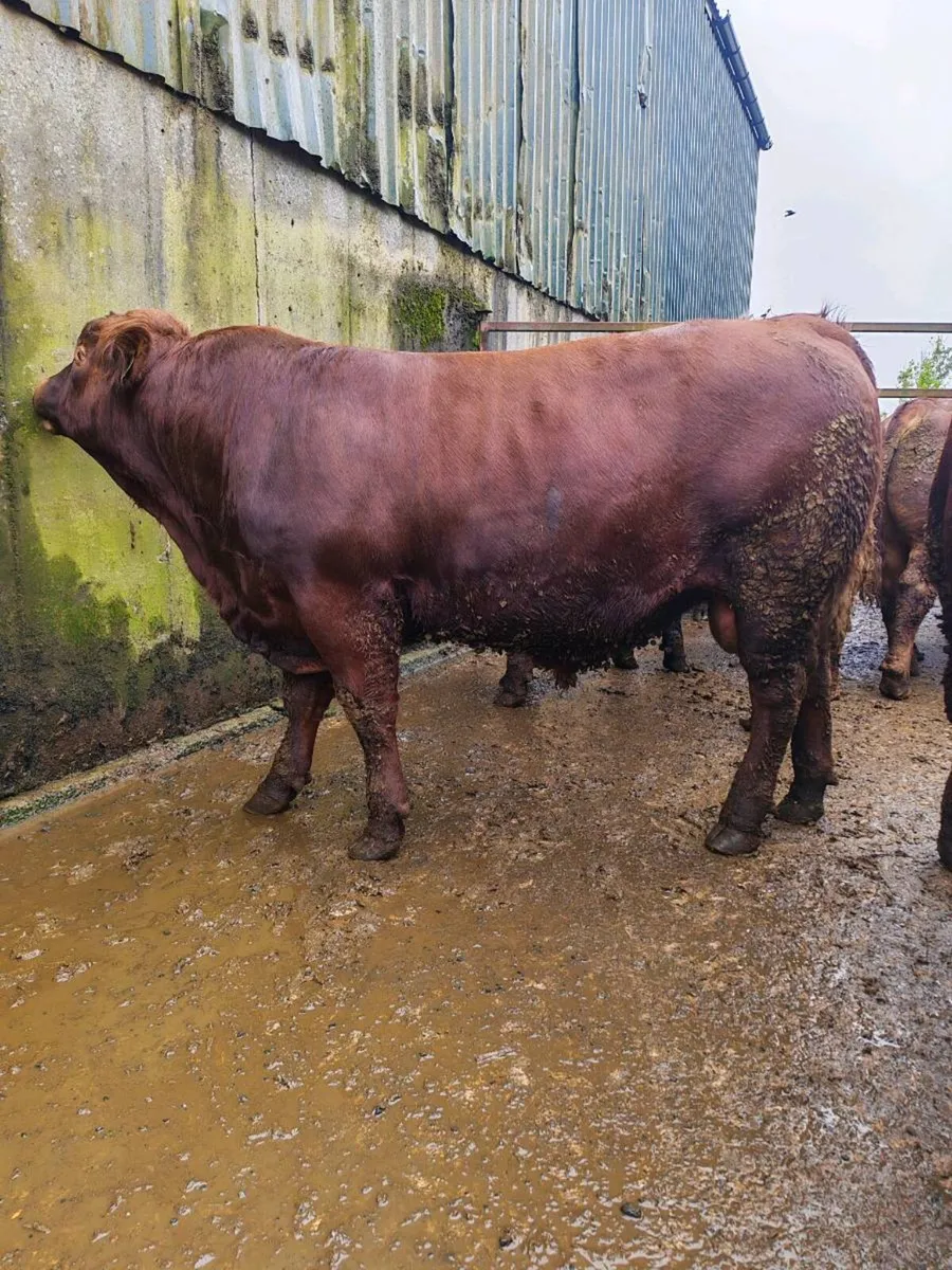 Stabiliser Bulls - Image 2