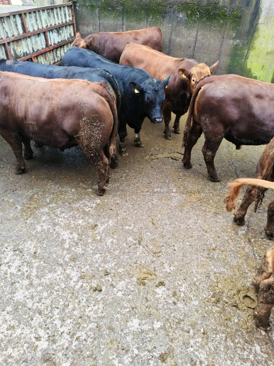 Stabiliser Bulls - Image 3