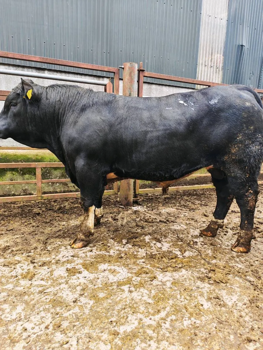 Stabiliser Bulls - Image 4