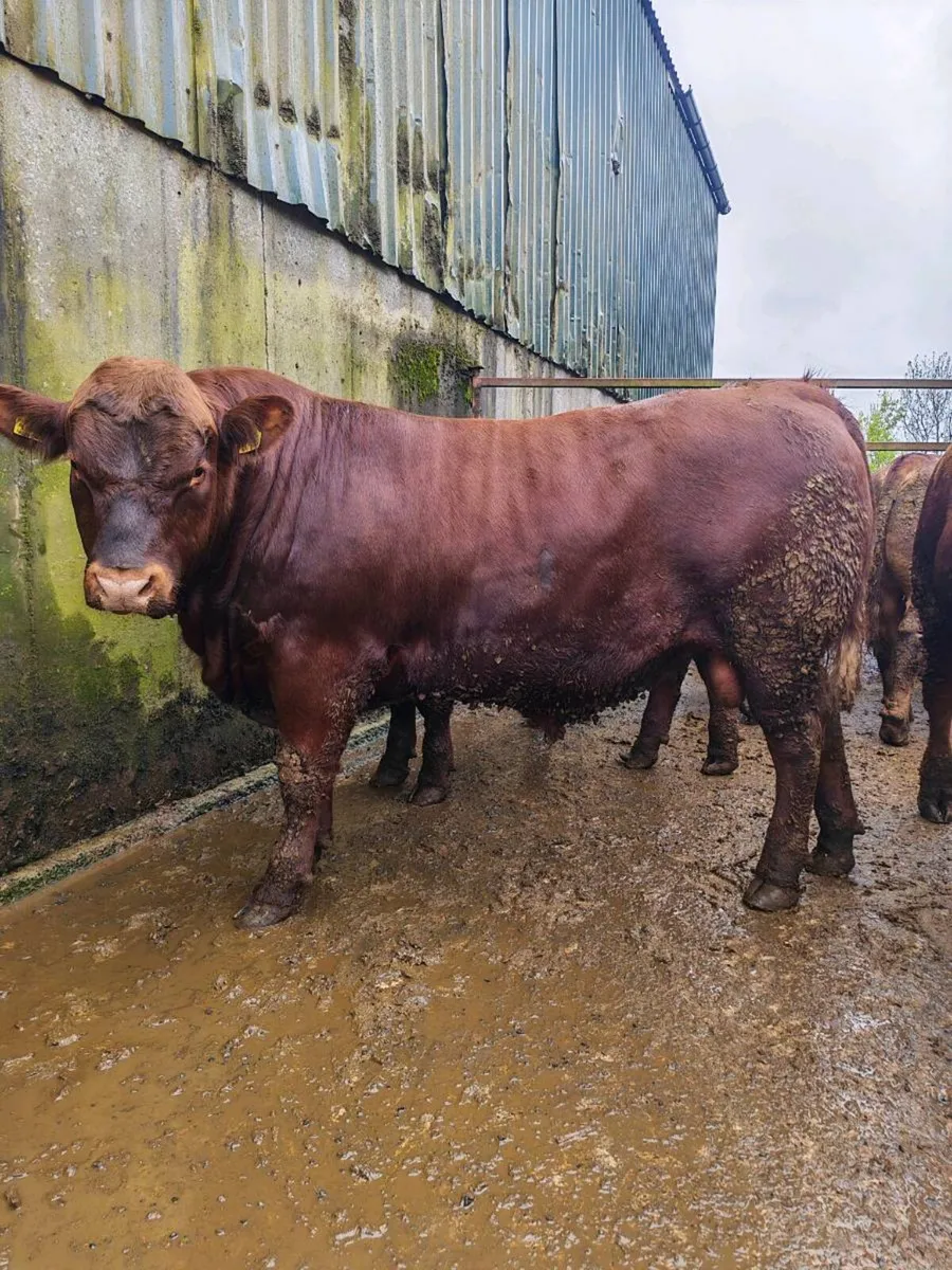 Stabiliser Bulls - Image 1