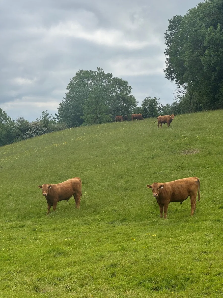 Weanlings - Image 1