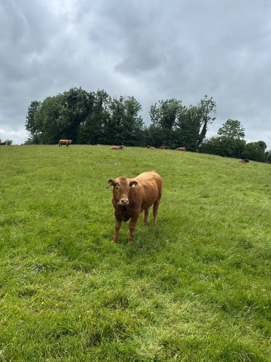 Weanlings - Image 2