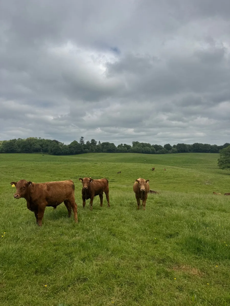 Weanlings - Image 4