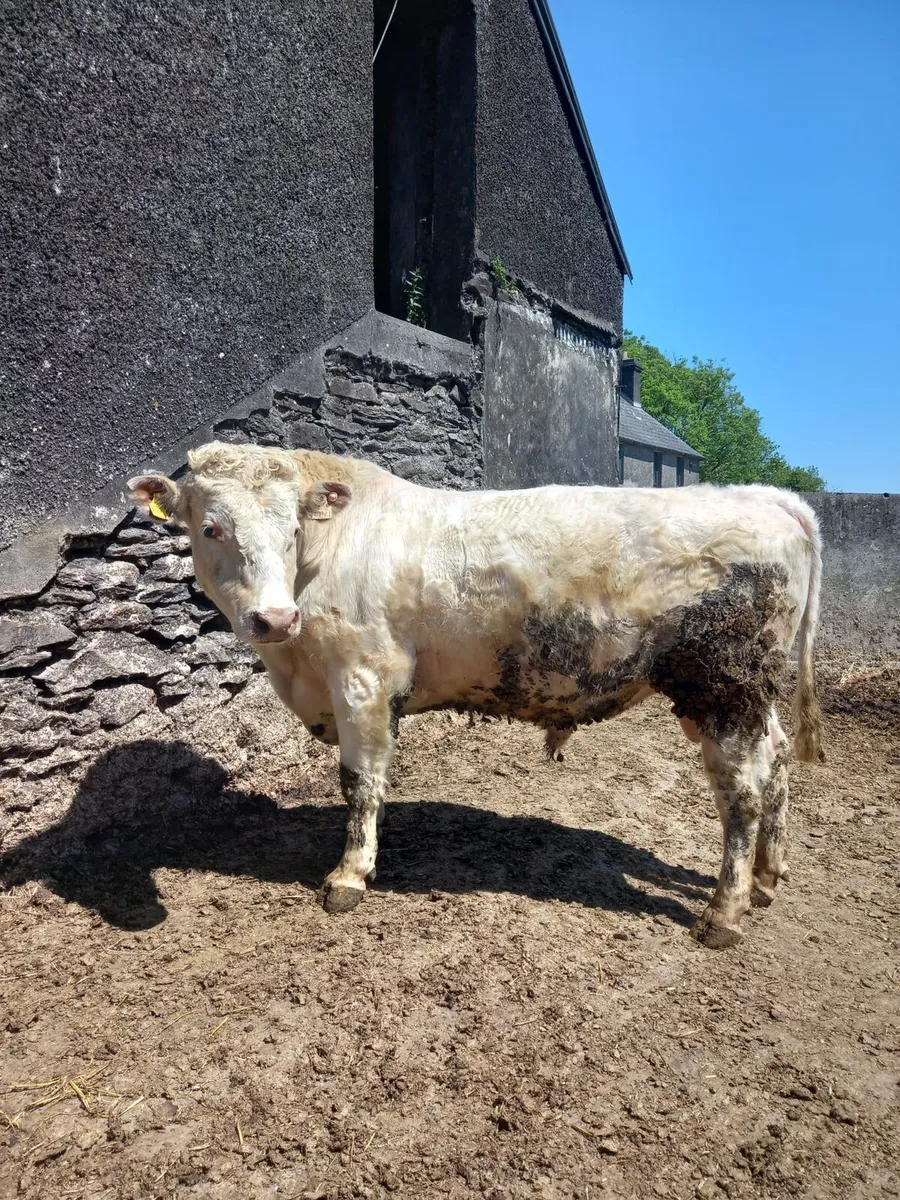 Shorthorn bulls - Image 1