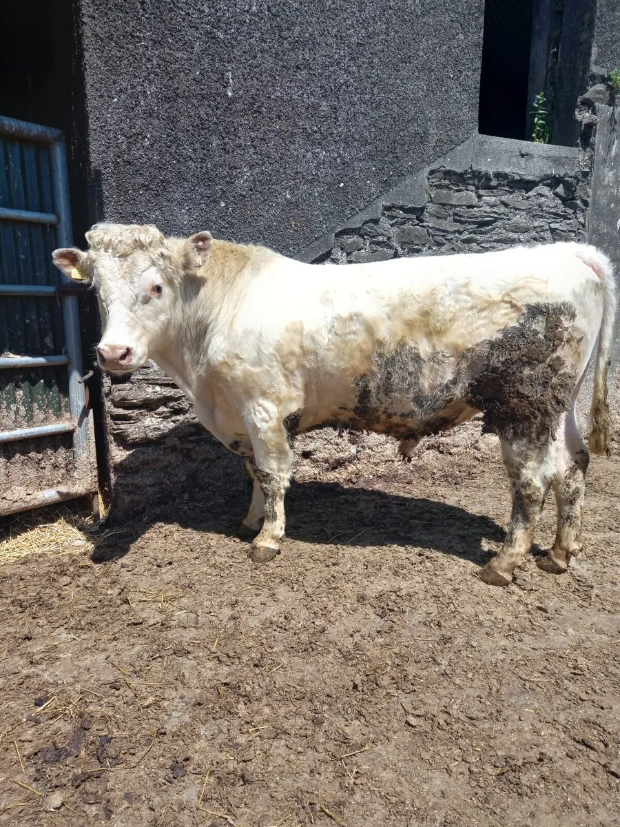 Shorthorn bulls - Image 2