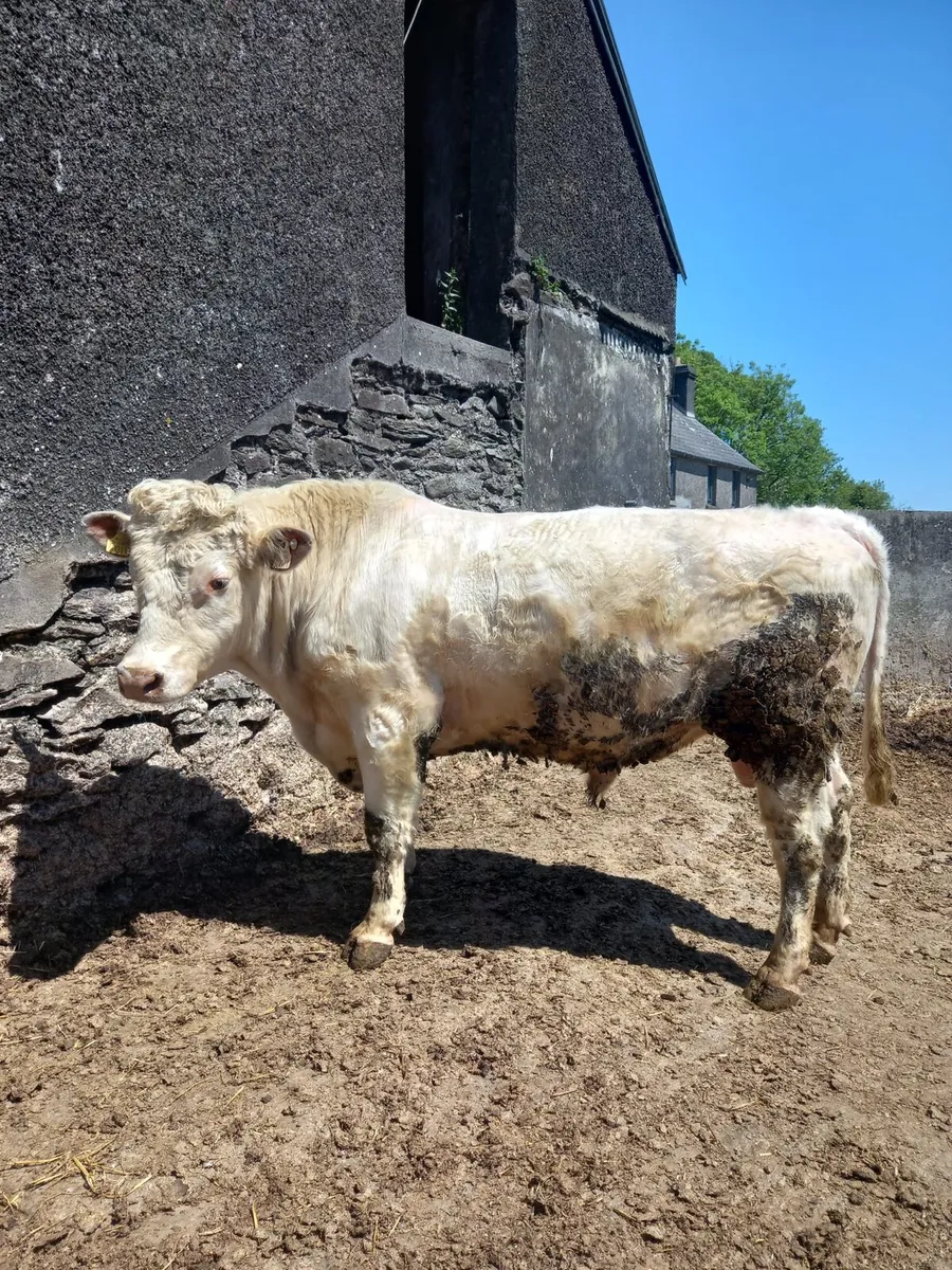 Shorthorn bulls - Image 3