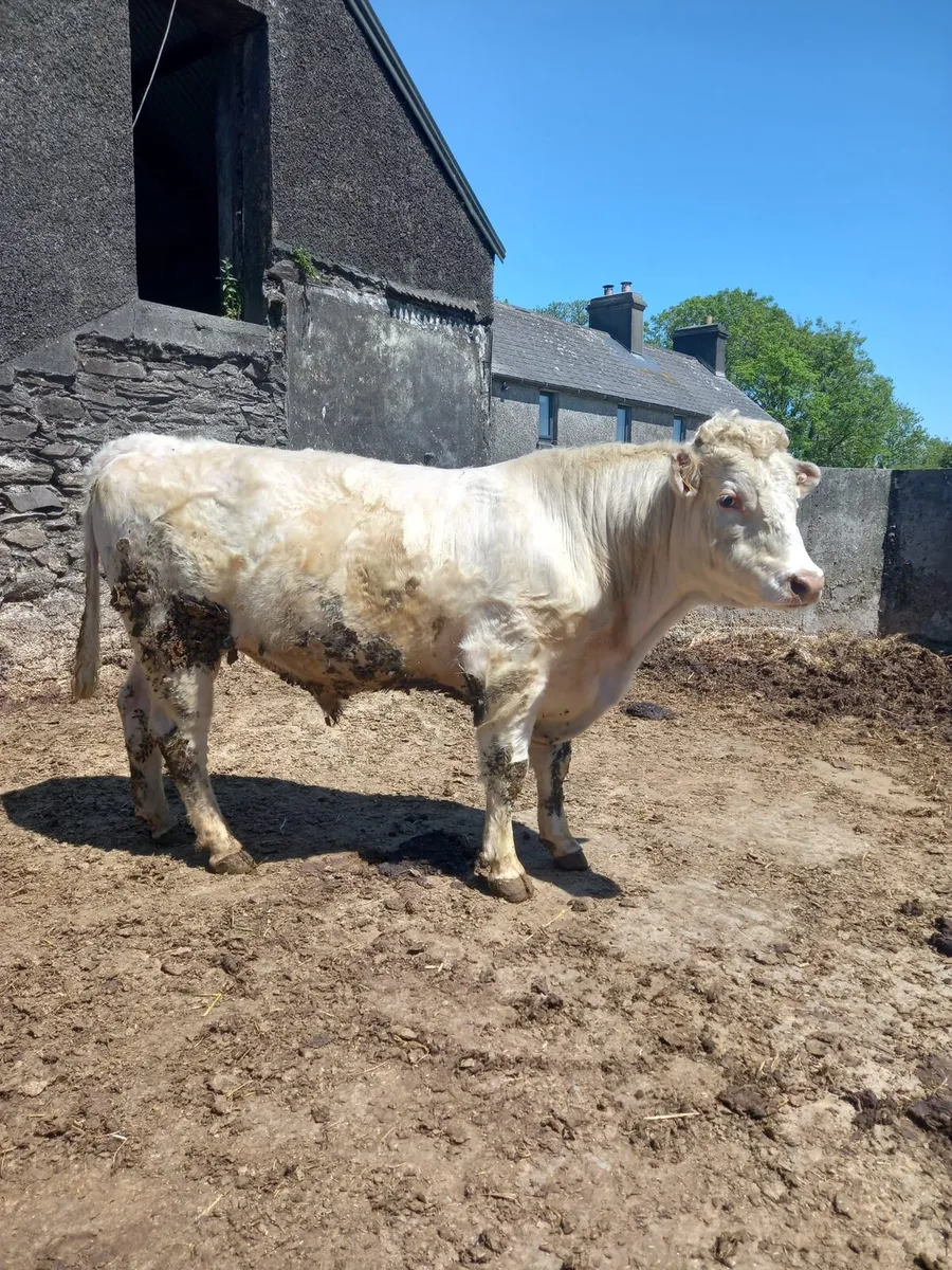 Shorthorn bulls - Image 4