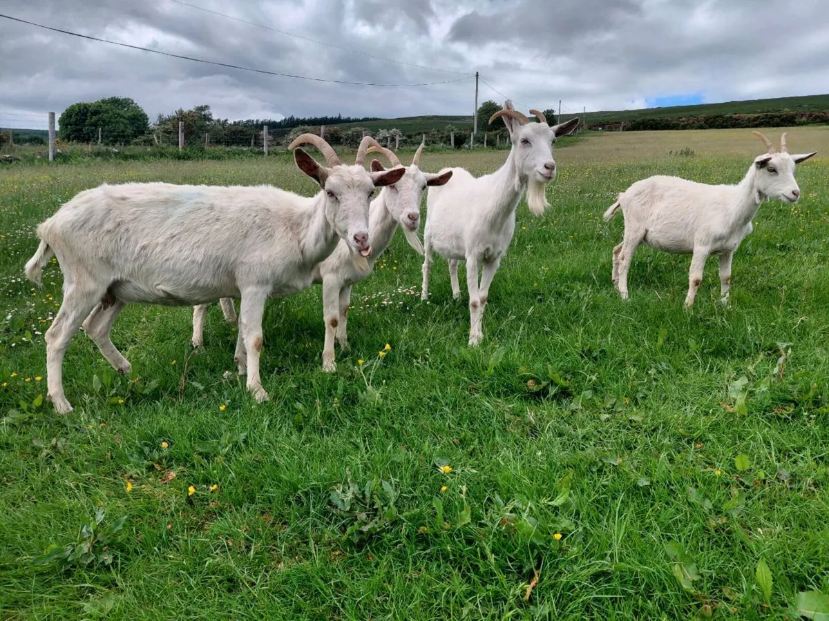 Goats - Image 1