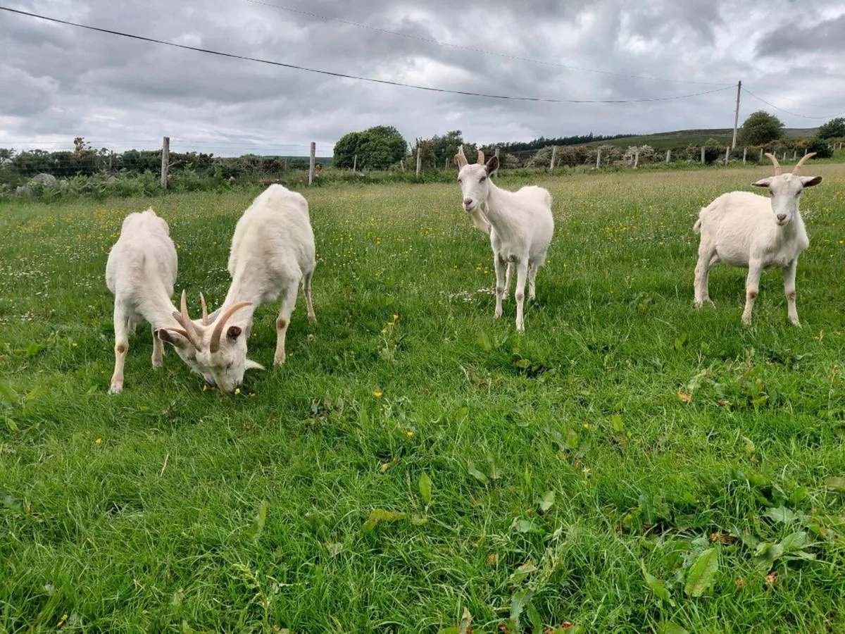 Goats - Image 2