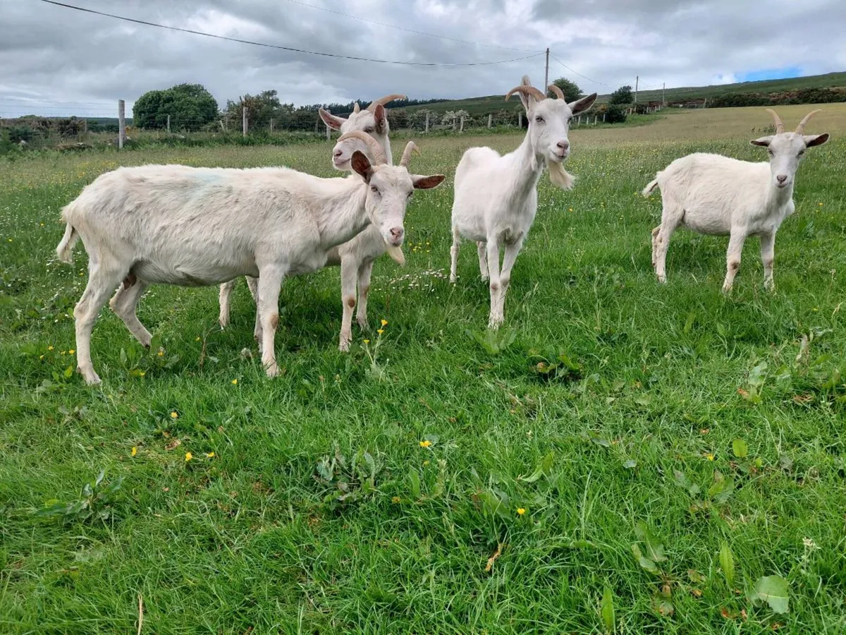 Goats - Image 3