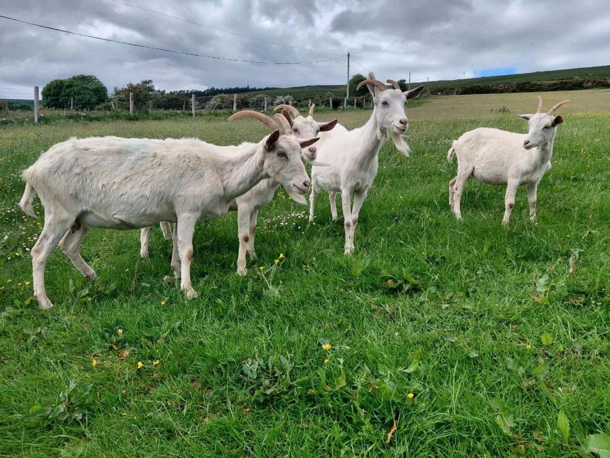 Goats - Image 4