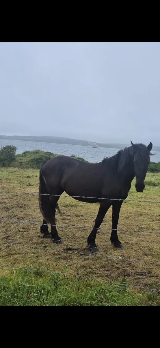 2 year old friesian filly - Image 1