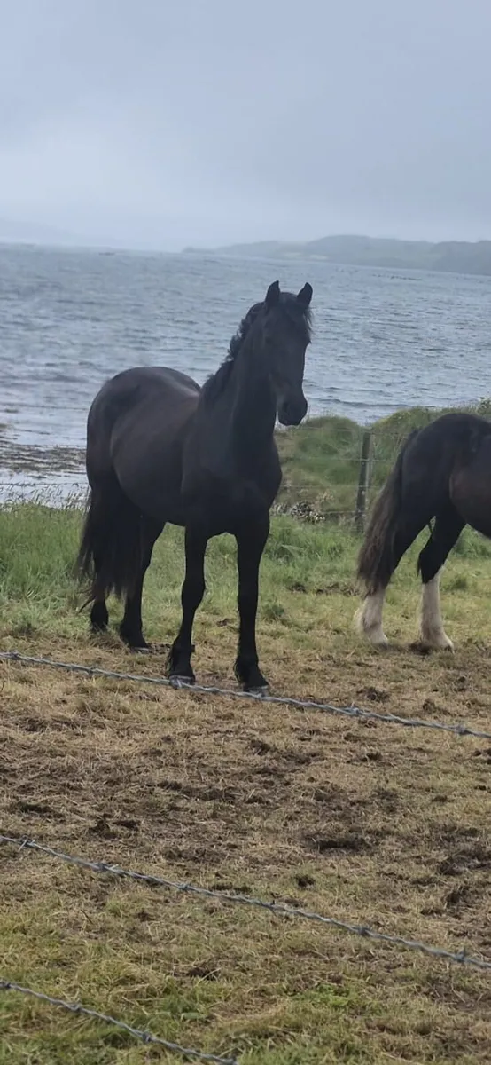 2 year old friesian filly - Image 2