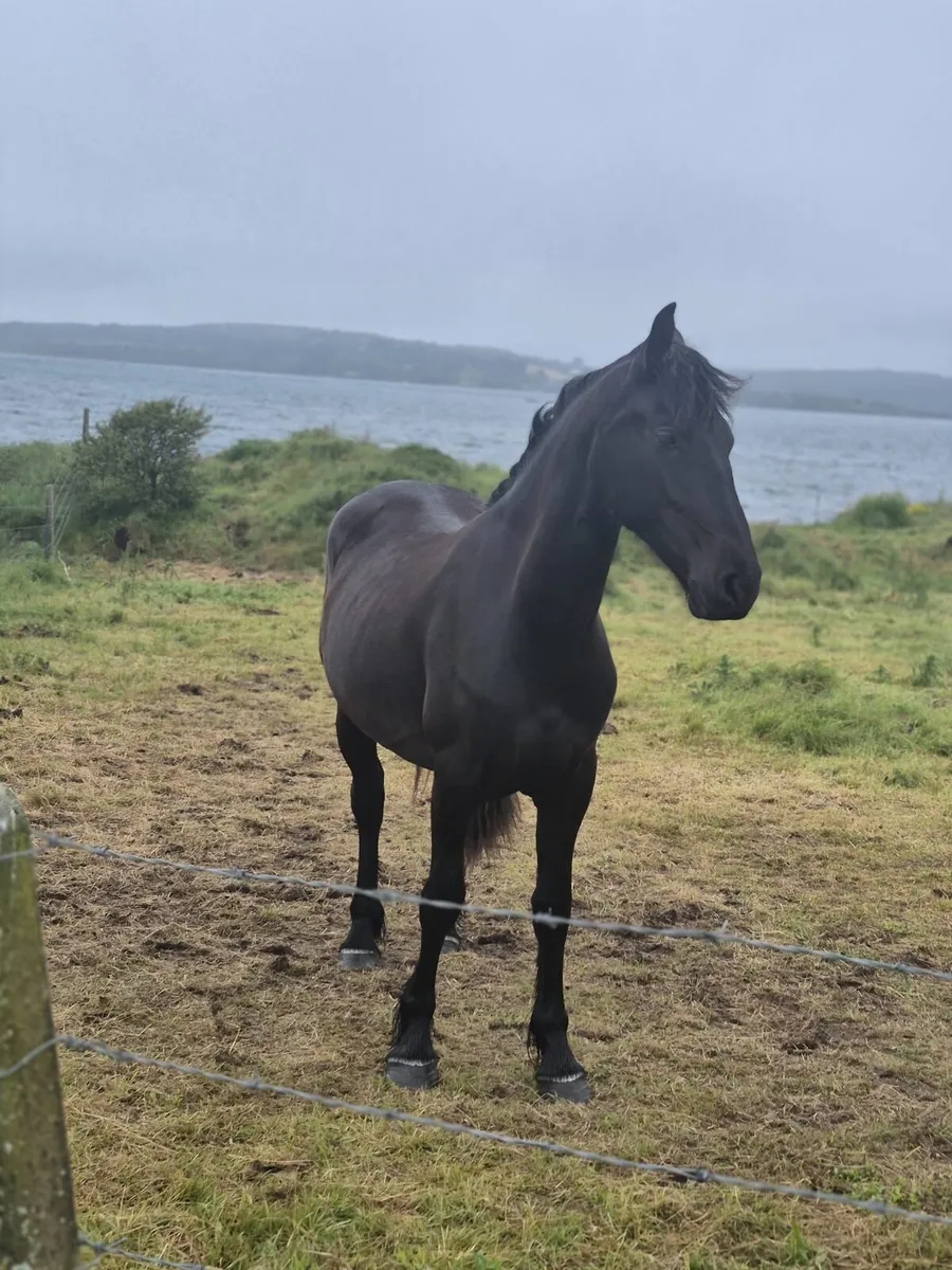 2 year old friesian filly - Image 4