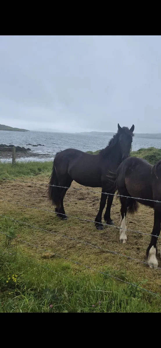 2 year old friesian filly - Image 3