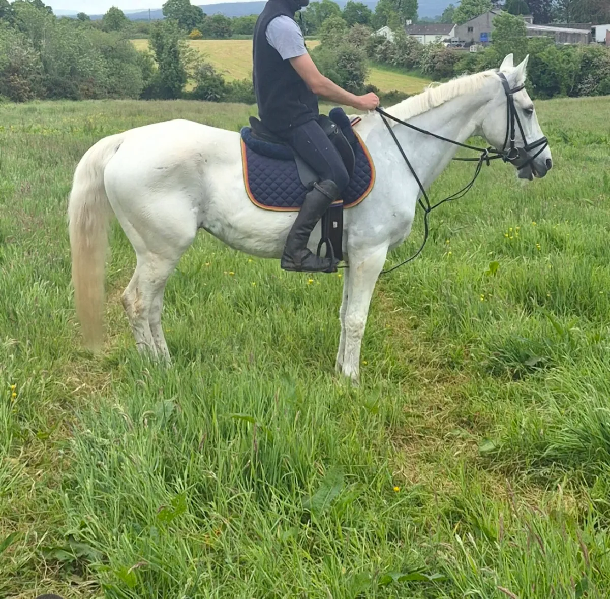 Perfect first pony - Image 1