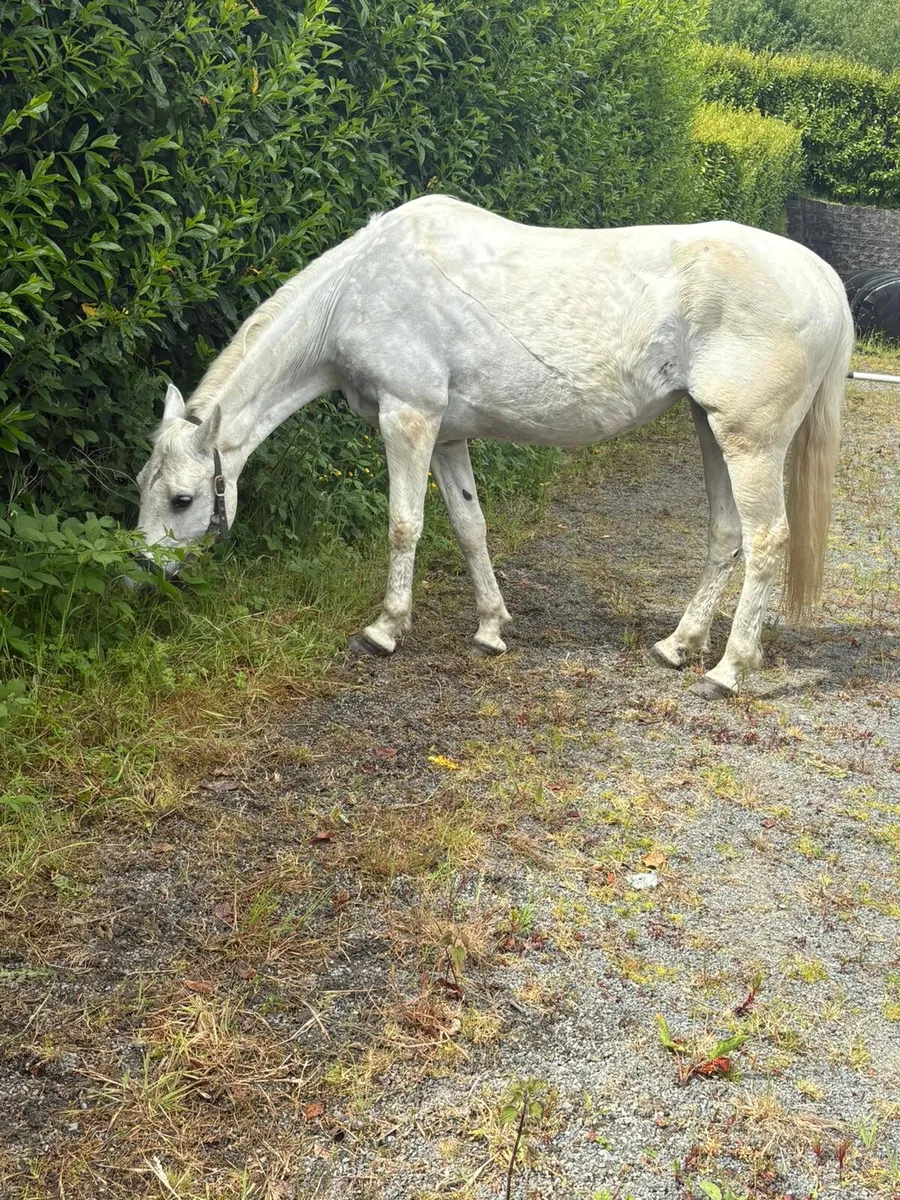 Perfect first pony - Image 4