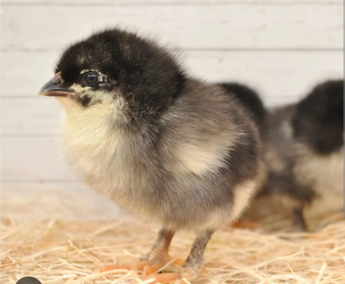 Copper Maran Chicks