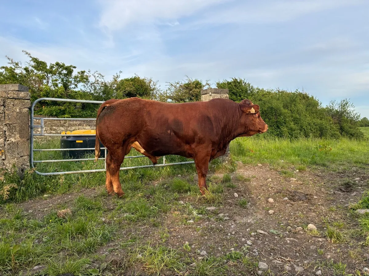 Hybrid Bull - Image 1
