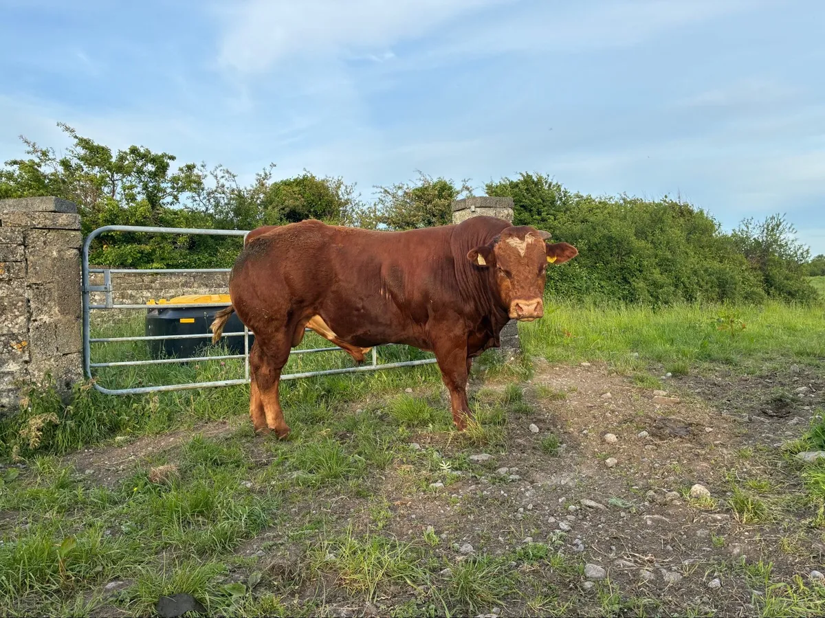 Hybrid Bull - Image 2