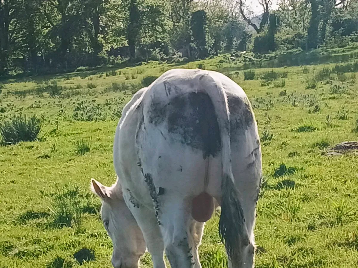 Pb charolais bull - Image 3