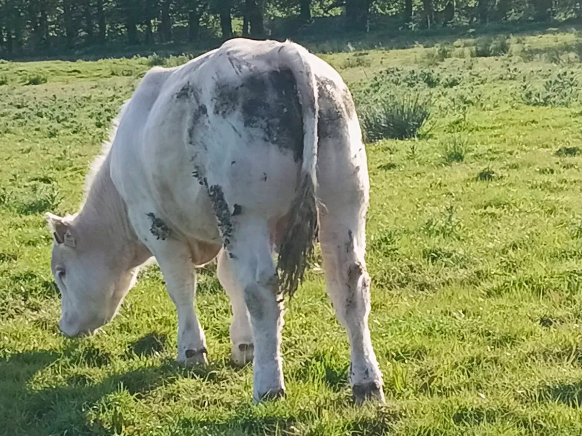 Pb charolais bull - Image 4