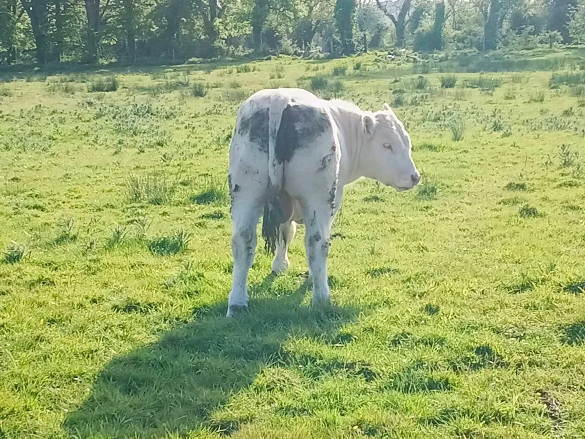 Pb charolais bull - Image 2