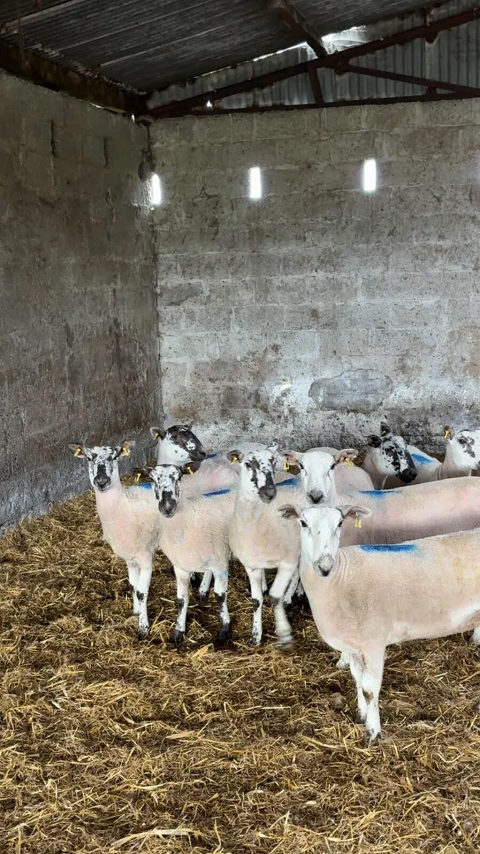 Mule x hoggets - Image 1