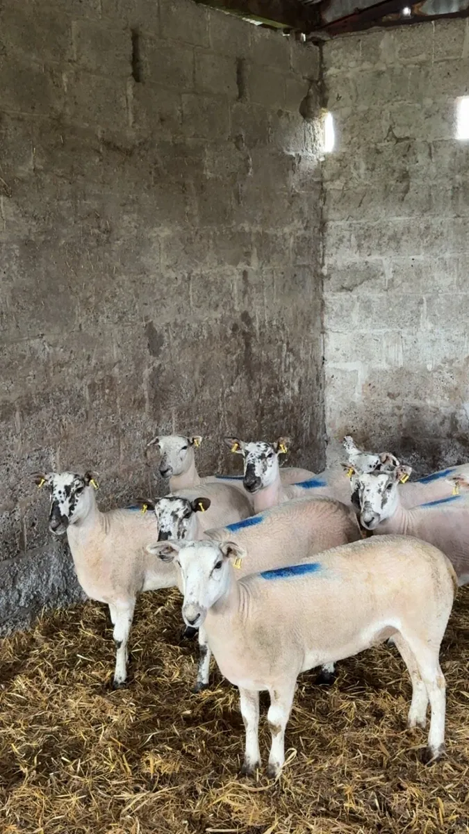 Mule x hoggets - Image 2