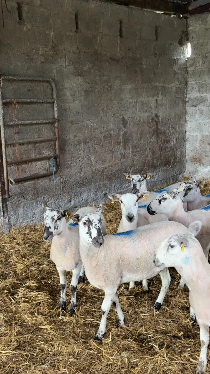 Mule x hoggets - Image 3