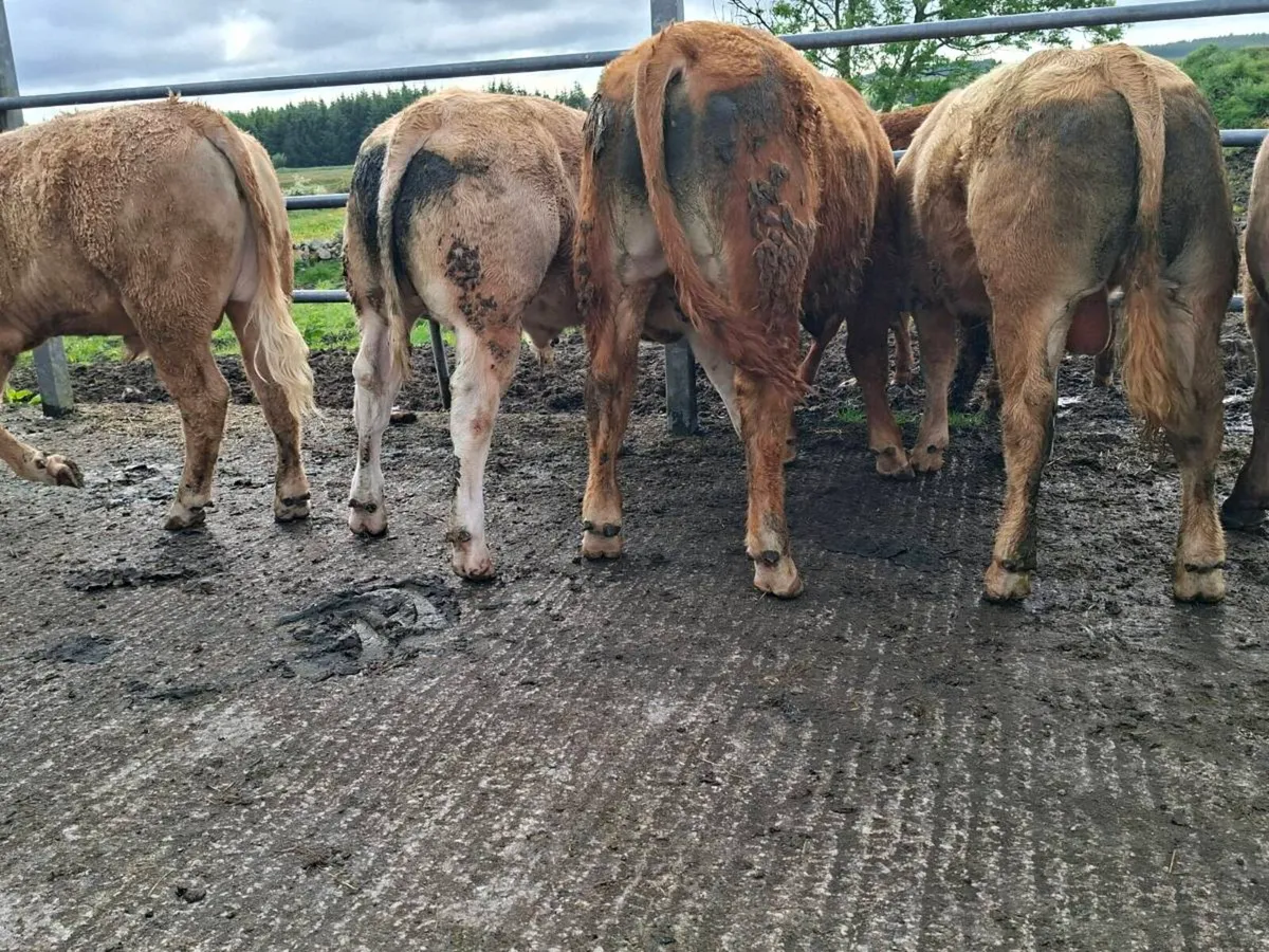 Super bullocks - Image 2